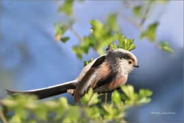 <p>MLYNAŘÍK DLOUHOOCASÝ (Aegithalos caudatus) ---- /Long-tailed-tit – Schwanzmeise/</p>